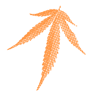 cannabis leaf in orange halftone