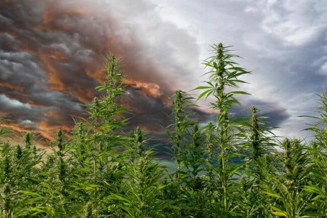 Storm in the background of a cannabis field
