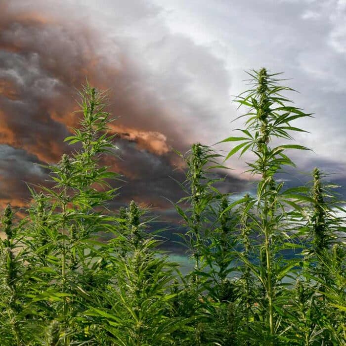 Storm in the background of a cannabis field