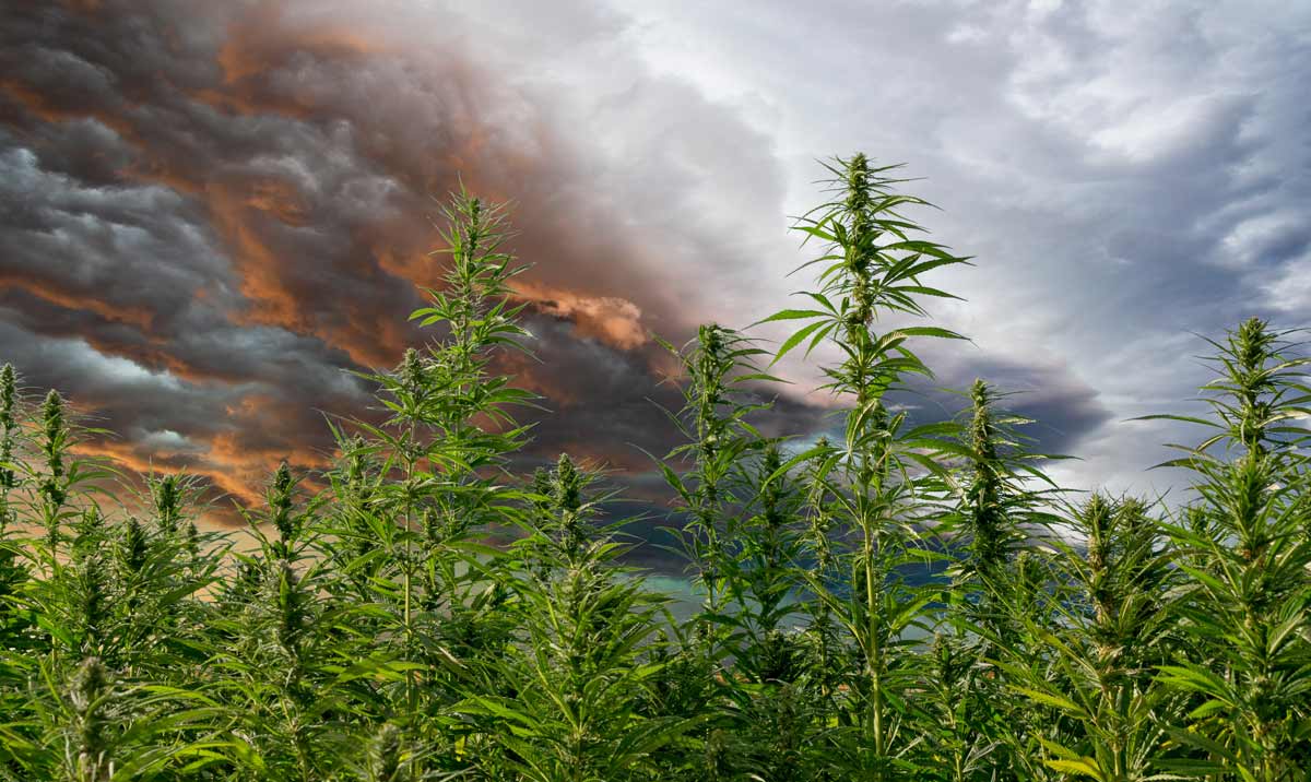 Storm in the background of a cannabis field