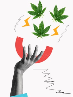Hand holding a magnet attracting cannabis leaves