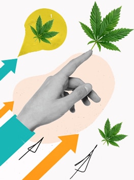 Hand pointing at a Cannabis Leaf