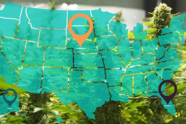 Map of United States of America with pins in states over cannabis plants