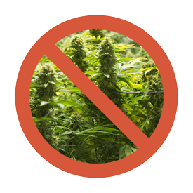Cannabis Plants with Red No Symbol